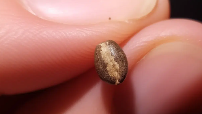 Understanding Seed Dormancy: A Guide for UK Gardeners