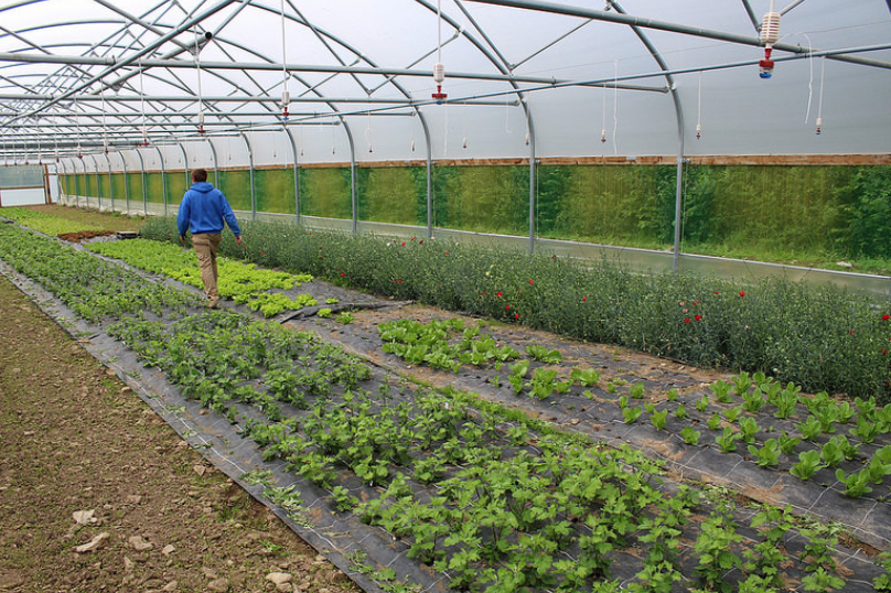 Production of Four Different Crop Types in the UK