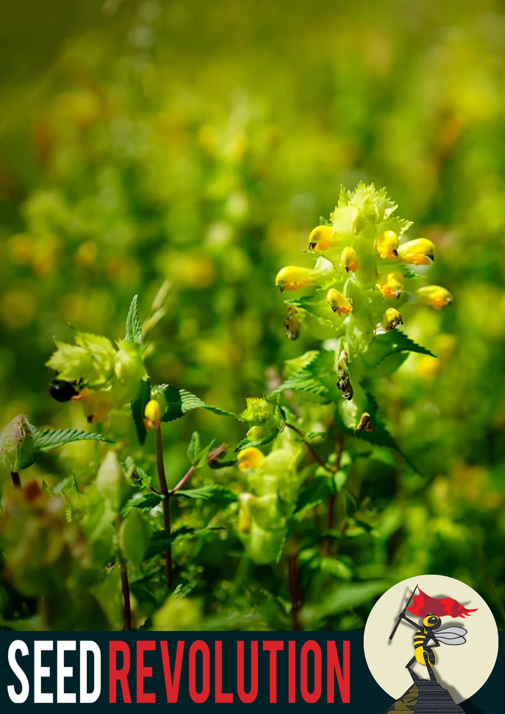 Yellow Rattle Wildflower Seeds – Native Meadow Grass Control