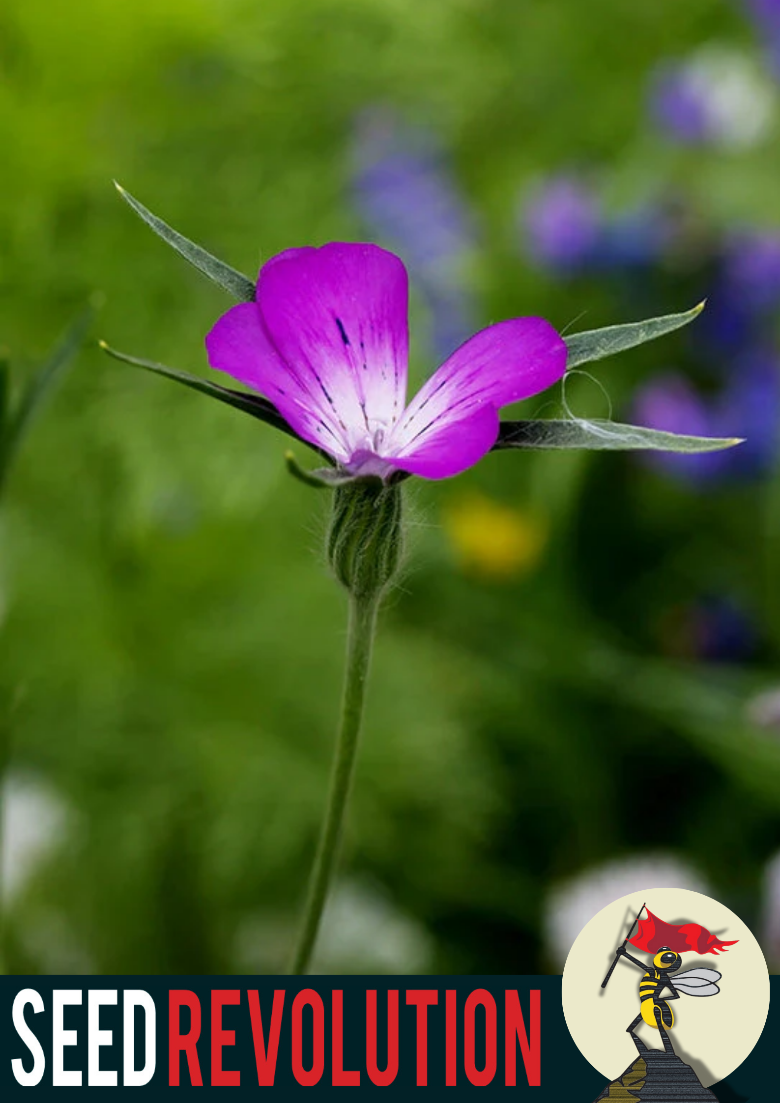 Corncockle Wildflower Seeds – Classic Cottage Garden Annual