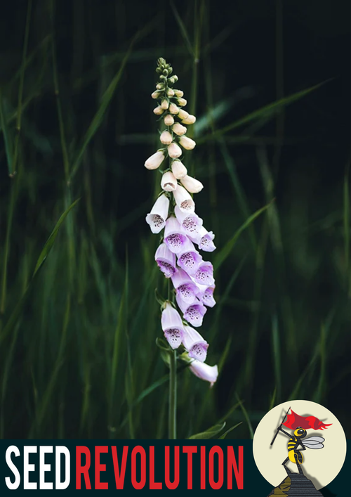 Foxglove Wildflower Seeds – Native Cottage Garden Favourite